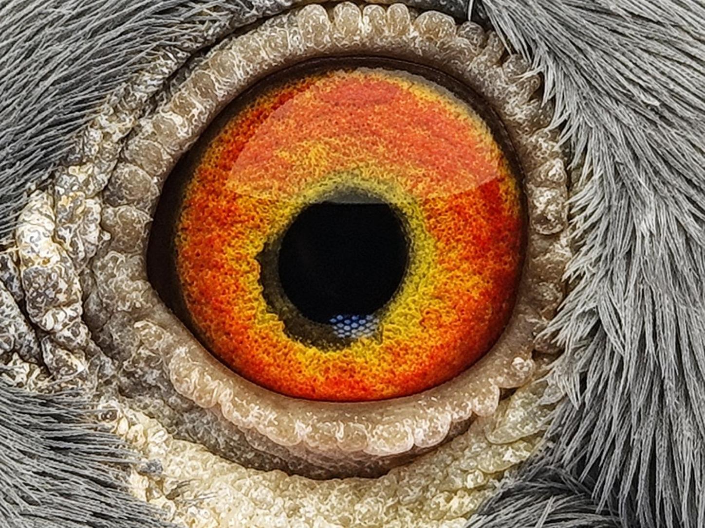 Pigeon eye